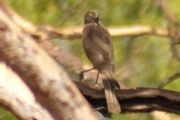 Brown Goshawk (Accipiter fasciatus)